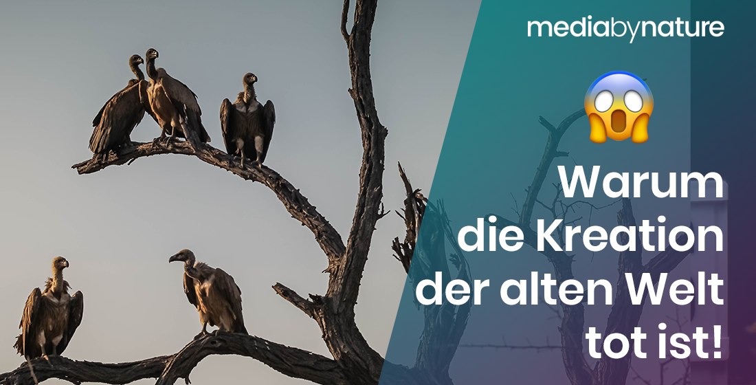 Zu schwerfällig, zu teuer: Warum die Kreation der alten Welt tot ist! - media by nature