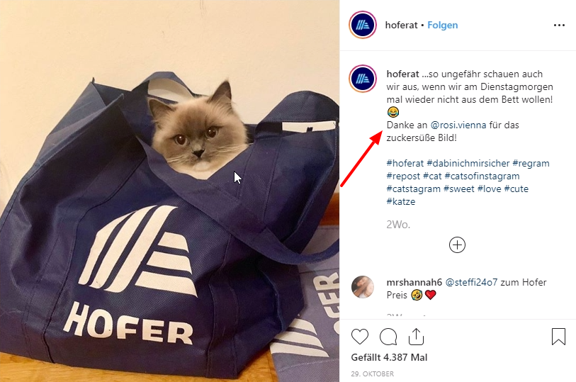 ofer Marketing für Instagram mit Katze